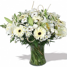 בוקה לבן בוקה לבן