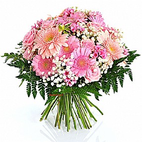 בוקה ורוד בוקה ורוד