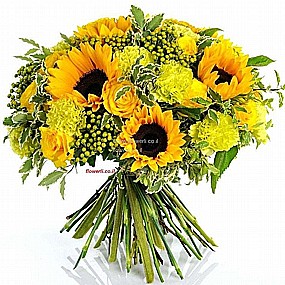 בוקה צהוב בוקה צהוב