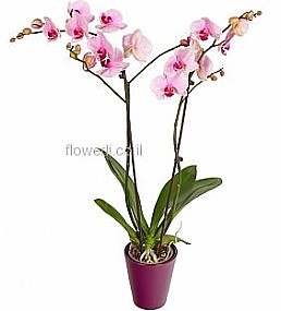 סחלב ורוד סחלב ורוד