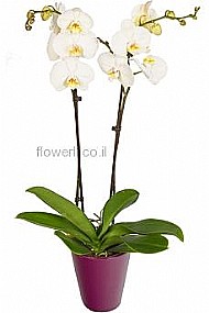 סחלב לבן סחלב לבן