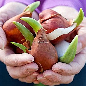 פקעות של טוליפים פקעות של טוליפים