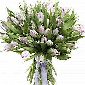 טוליפים ציבעונים כפר סבא טוליפים ציבעונים כפר סבא