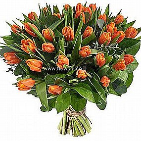 טוליפים הרצליה טוליפים הרצליה