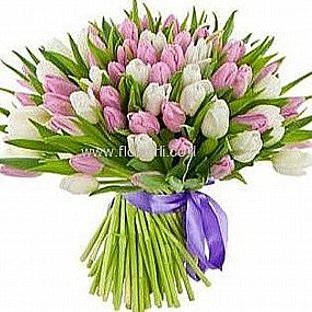 טוליפים ציבעונים גבעתיים טוליפים ציבעונים גבעתיים