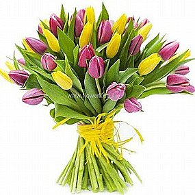 טוליפים ציבעונים בני ברק טוליפים ציבעונים בני ברק