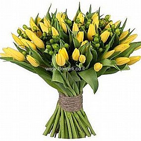 טוליפים תל אביב טוליפים תל אביב