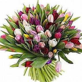 טוליפים ציבעונים בית חולים שיבא תל השומר טוליפים ציבעונים בית חולים שיבא תל השומר