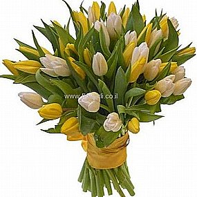 טוליפים צהוב לבן טוליפים צהוב לבן